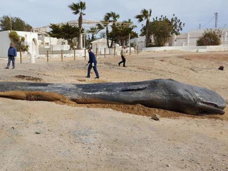 Sperm whale found dead on a beach at Cabo de Palos in Murcia
