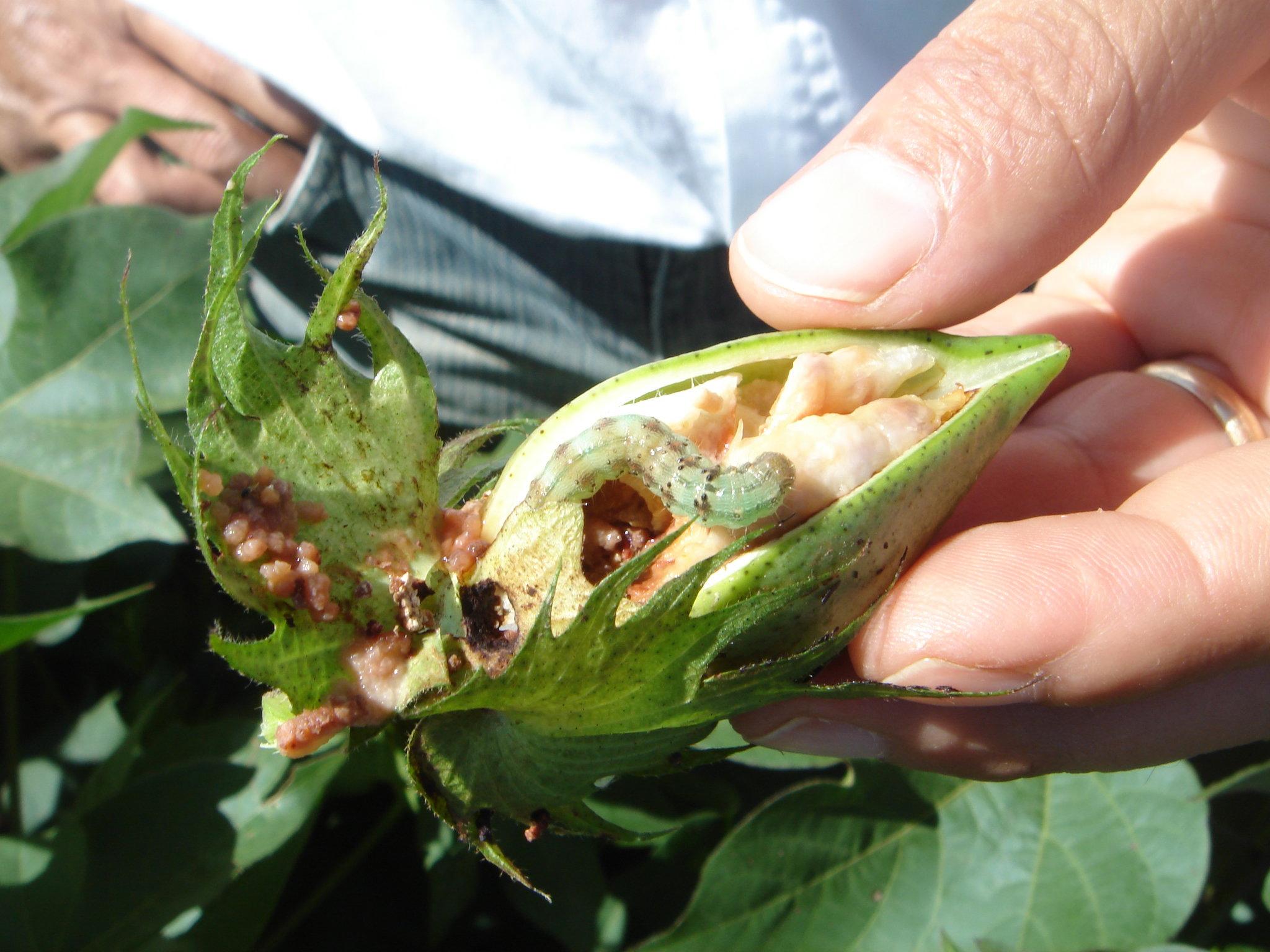 Hybrids of two major pest species, cotton bollworms and corn earworms, could be a major threat to global agriculture