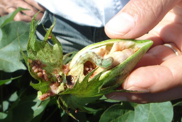 Hybrids of two major pest species, cotton bollworms and corn earworms, could be a major threat to global agriculture