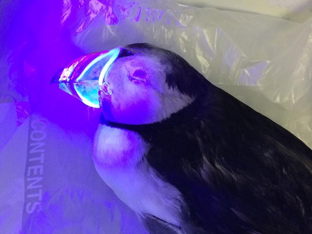 They fluoresce when placed under UV light, suggesting they have markings other seabirds can see but humans cannot