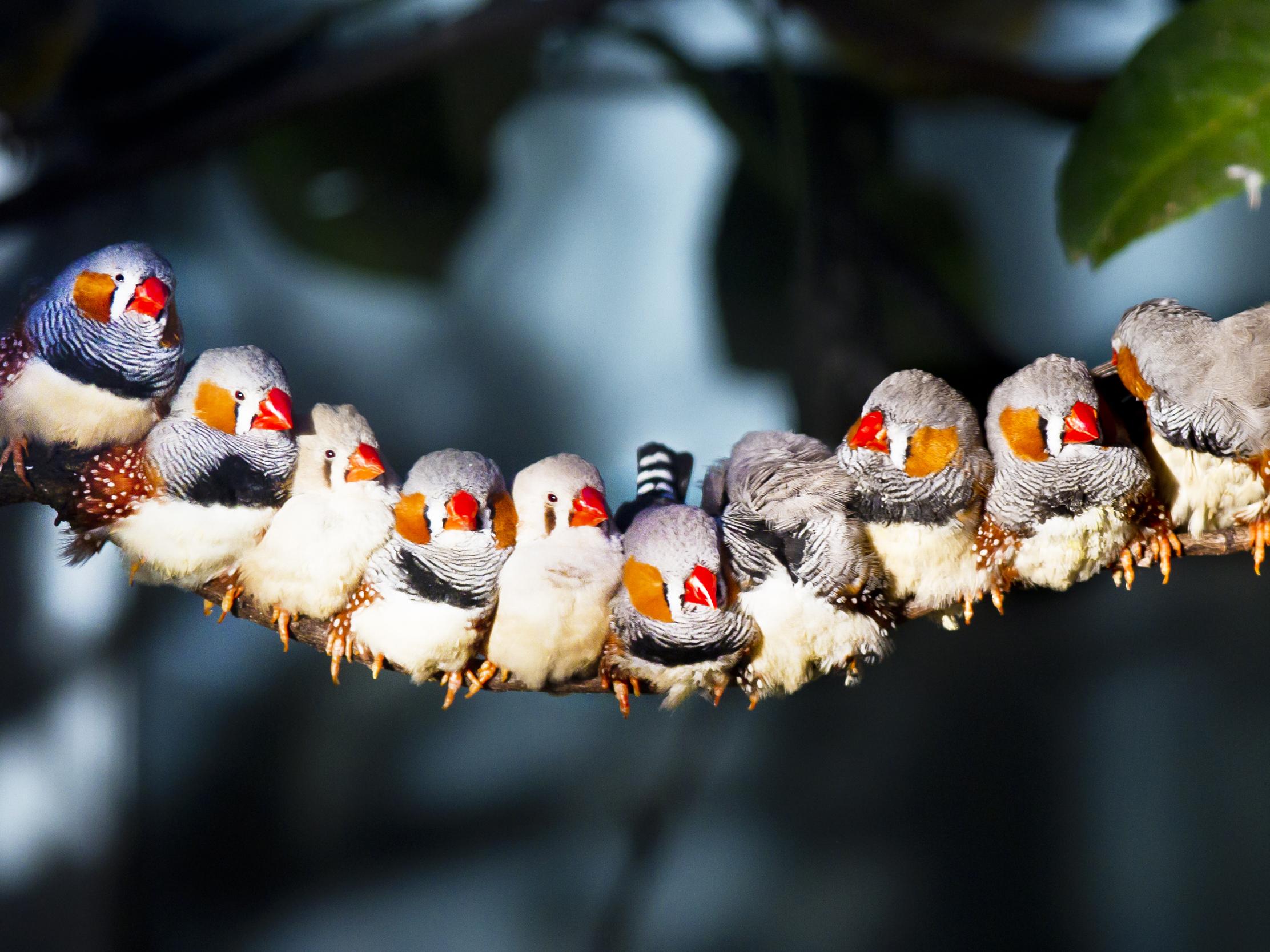 One of the research teams investigating the mysterious power of 'magnetoreception' studied zebra finches, and looked at changes in levels of various proteins in their bodies