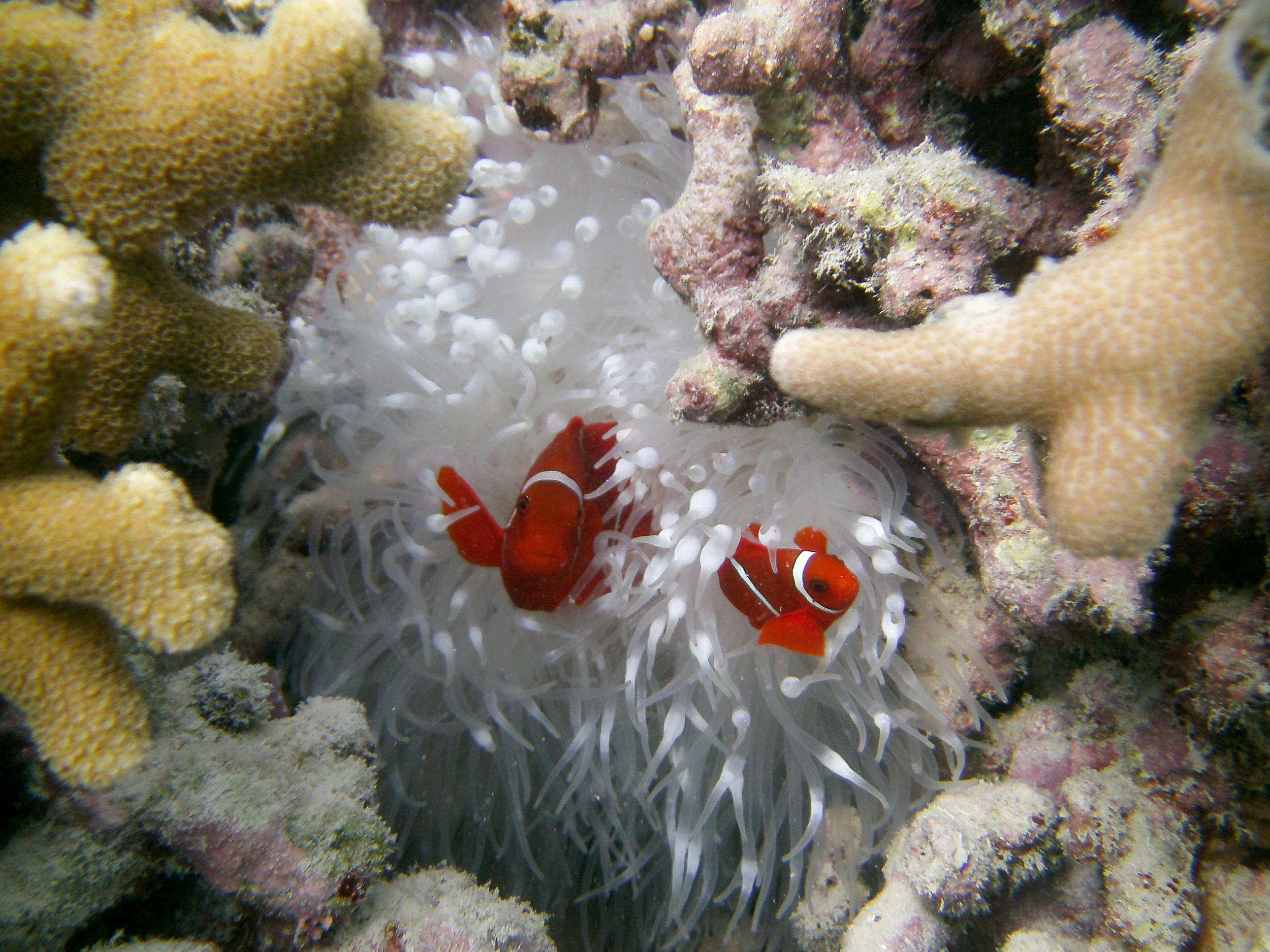 coral reefs in danger before and after