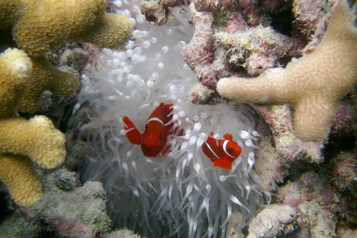 Fish populations in great barrier reef collapse after devastating coral bleaching events