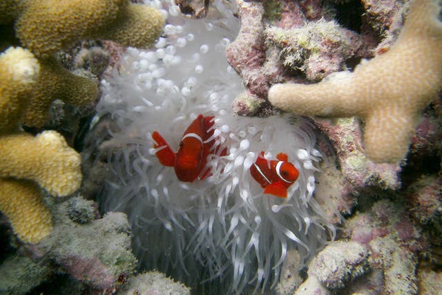 Clownfish are among the species facing declines on coral reefs as a result of bleaching events