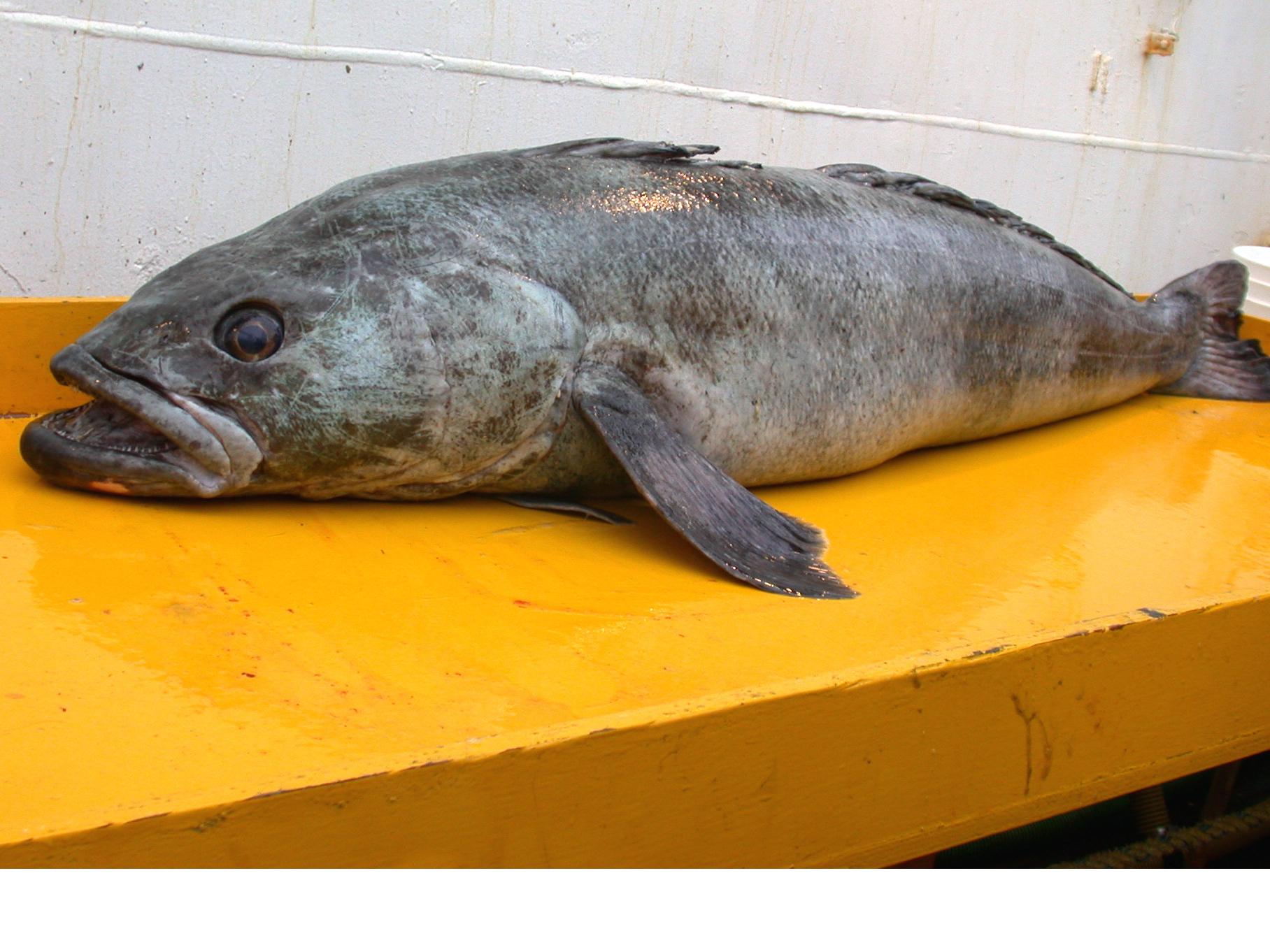 Fishing boat caught with illegal 18-mile-long nets: 'A risk to