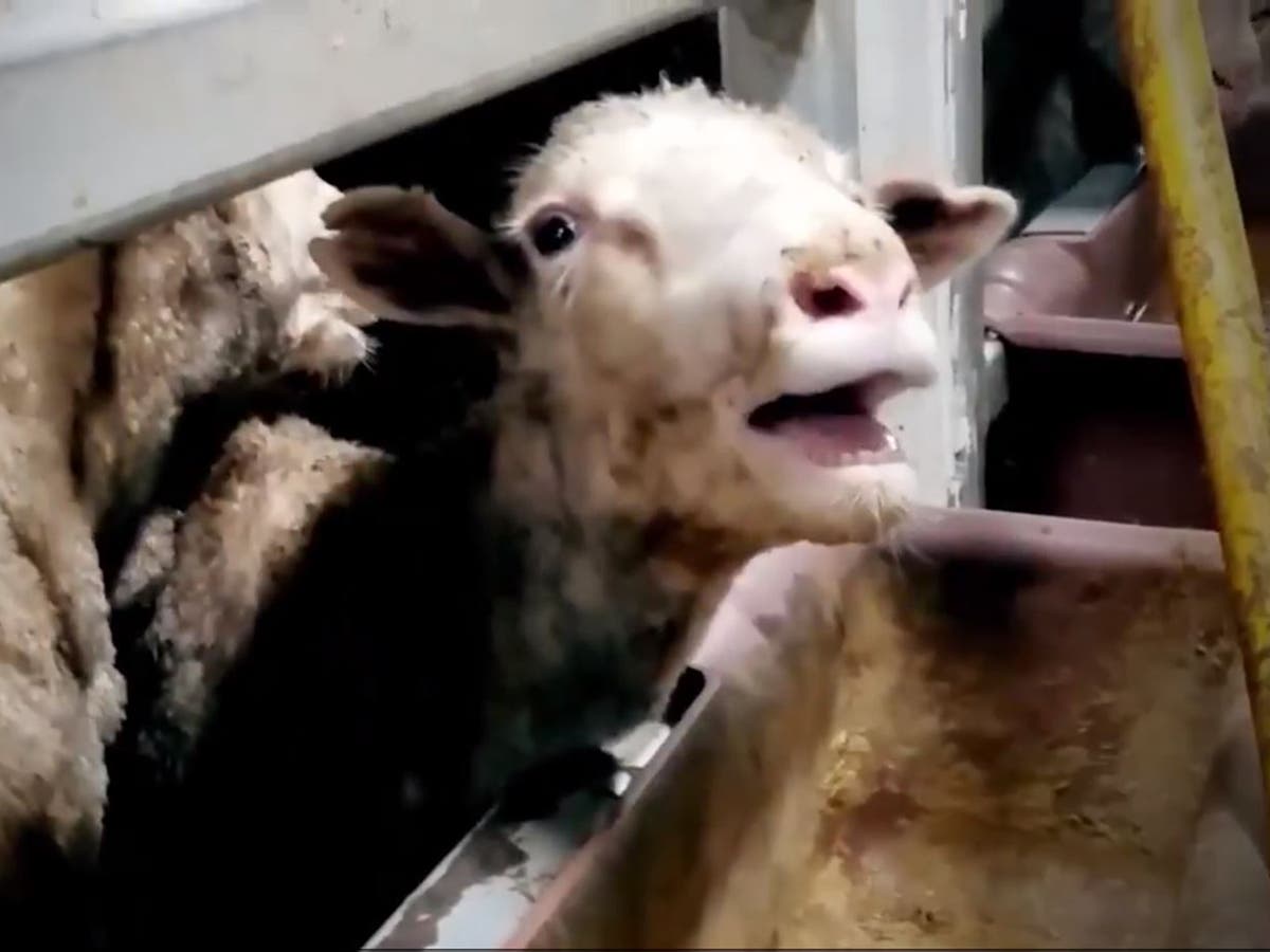 Australian sheep bound for the Middle East 'cooked alive in harrowing ...