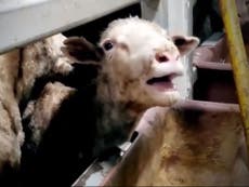 Sheep 'cooked alive in harrowing conditions' on live export ships