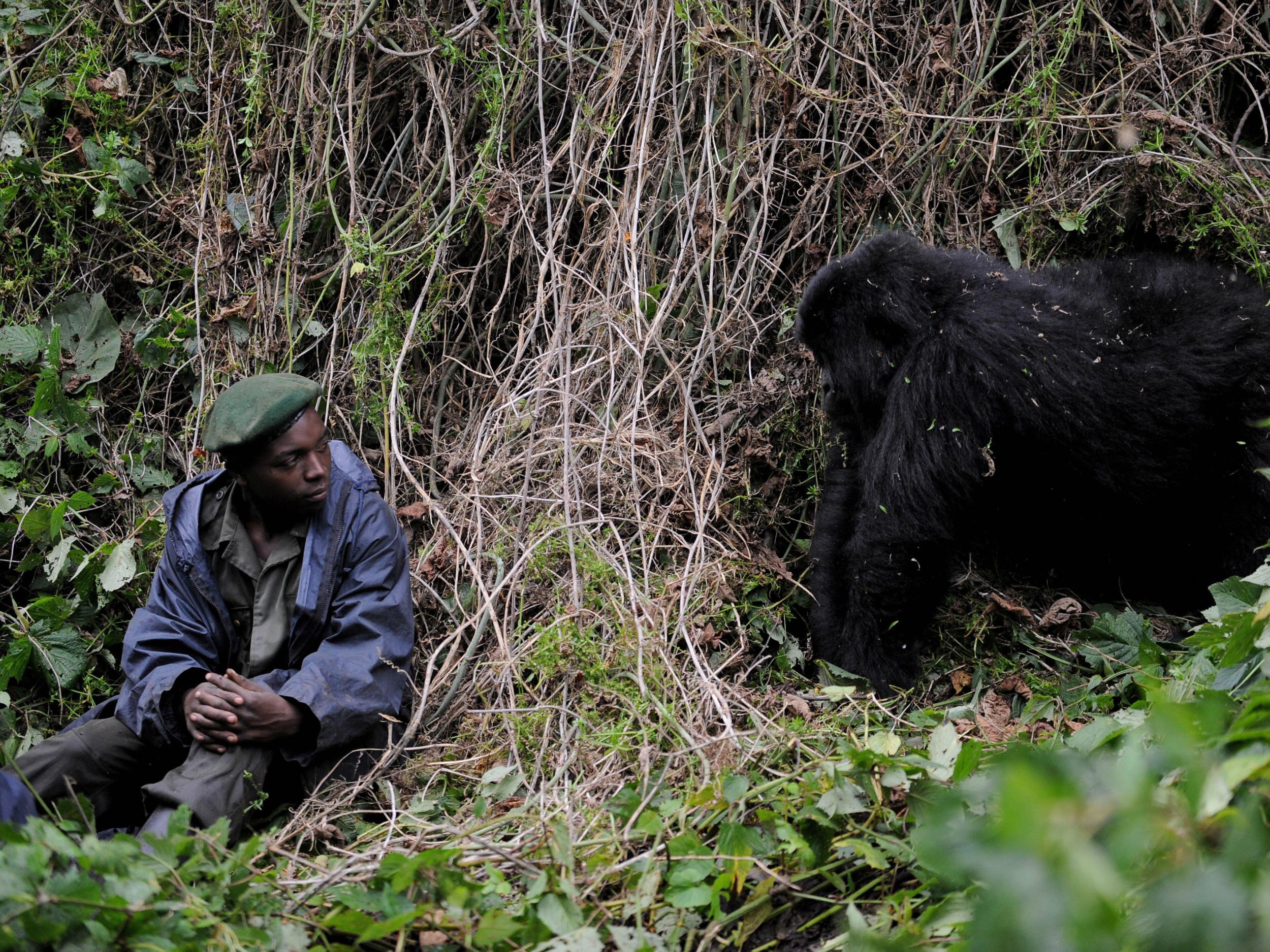 A park ranger in Virunga National Park is observed by a young male gorilla