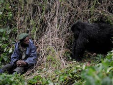 Six park rangers shot dead by militia at DR Congo wildlife park