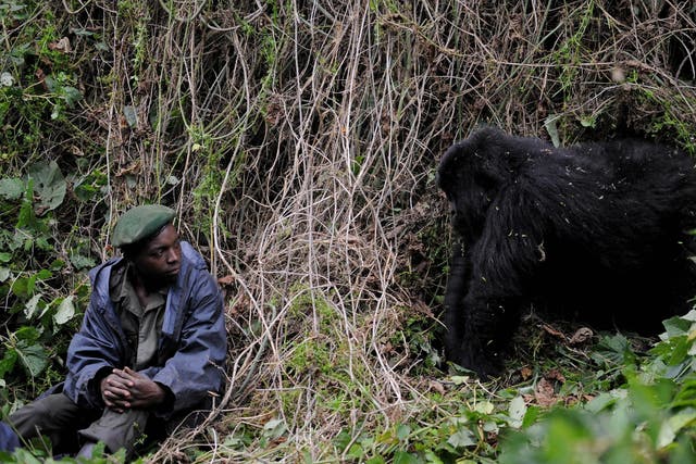 A park ranger in Virunga National Park is observed by a young male gorilla