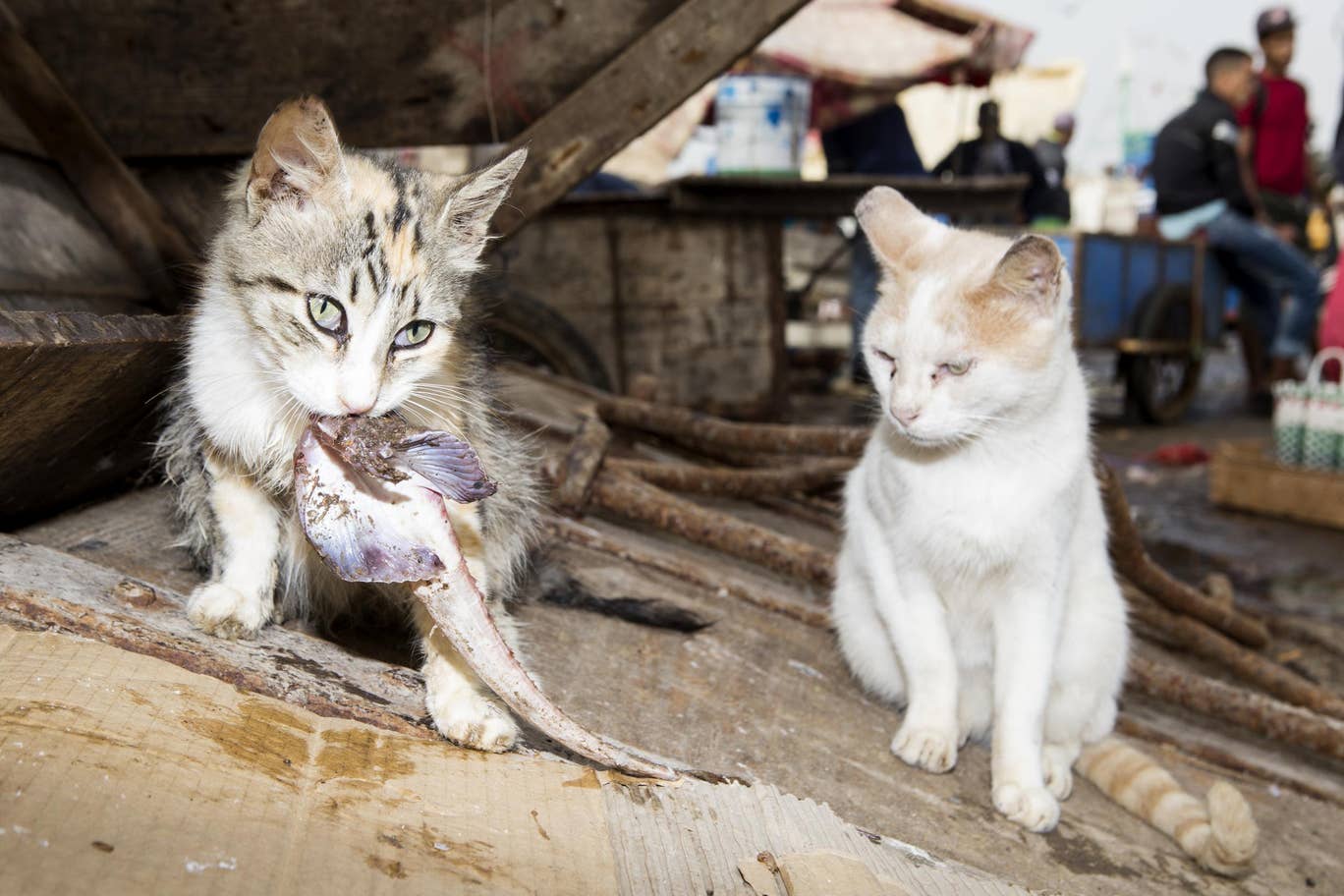 The Cats of Essaouira