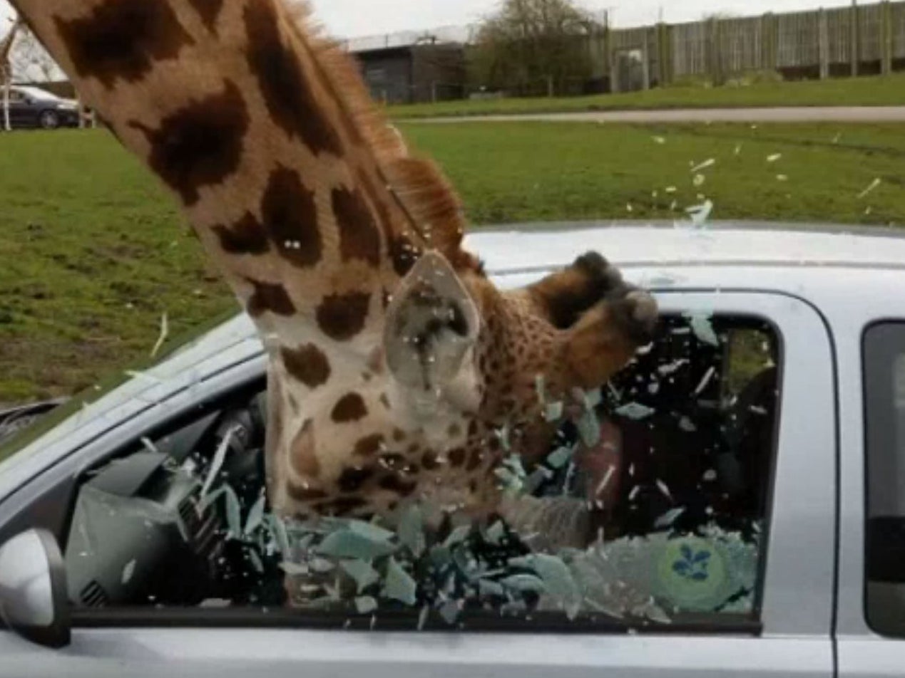 Car window smashes on giraffe's head at safari park | The Independent