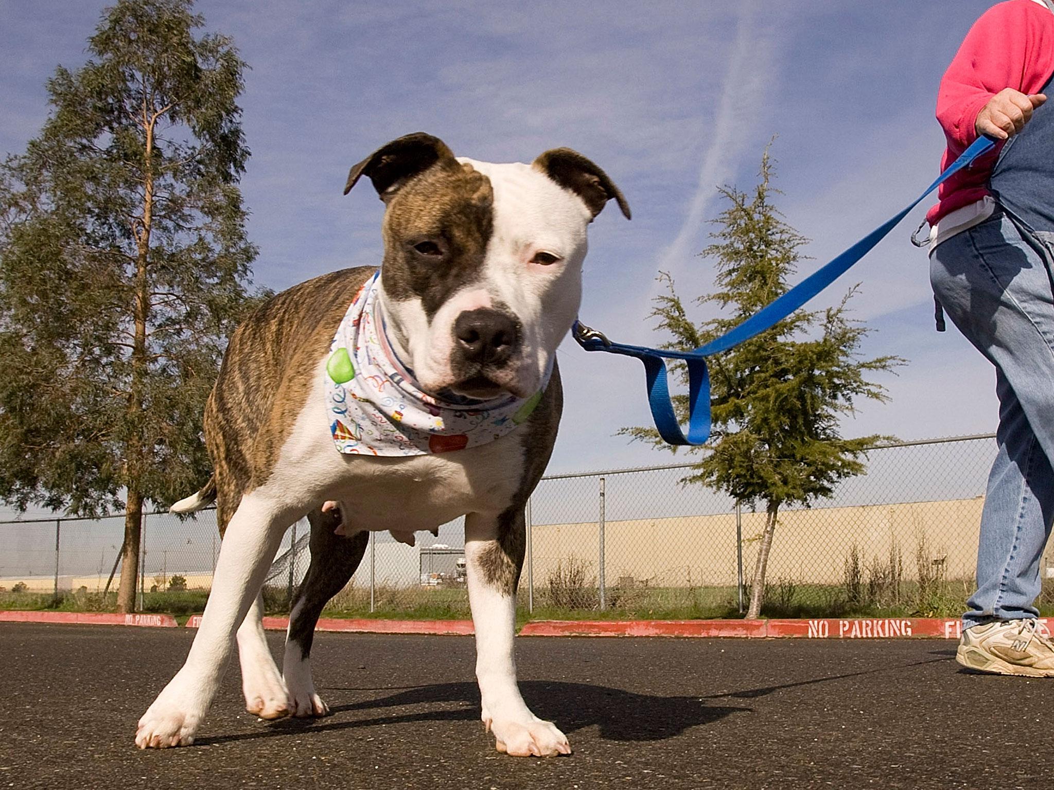 (Stock image) An American Staffordshire Terrier