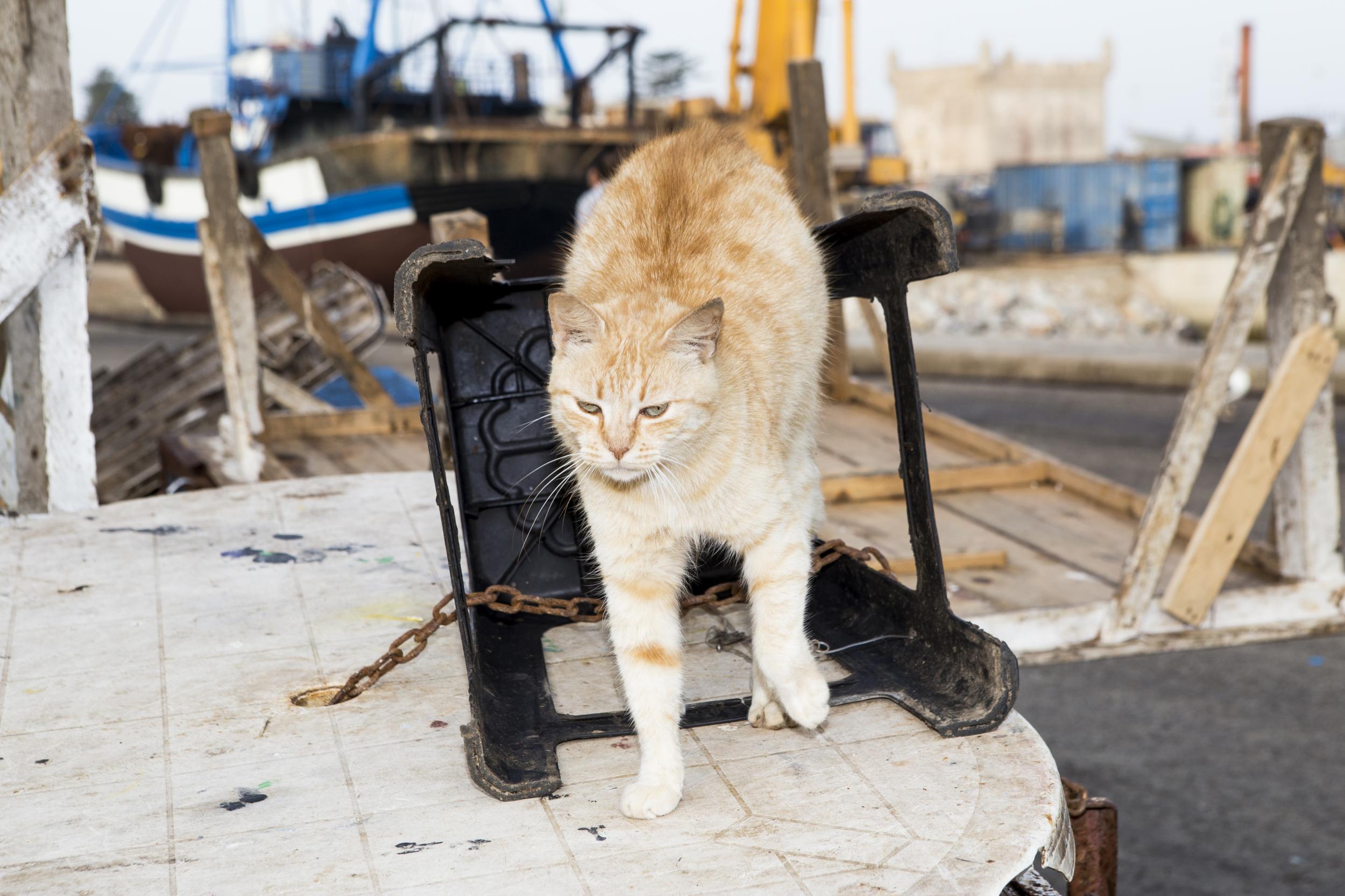 Stretching after a fulfilling nap behind a fishing crate