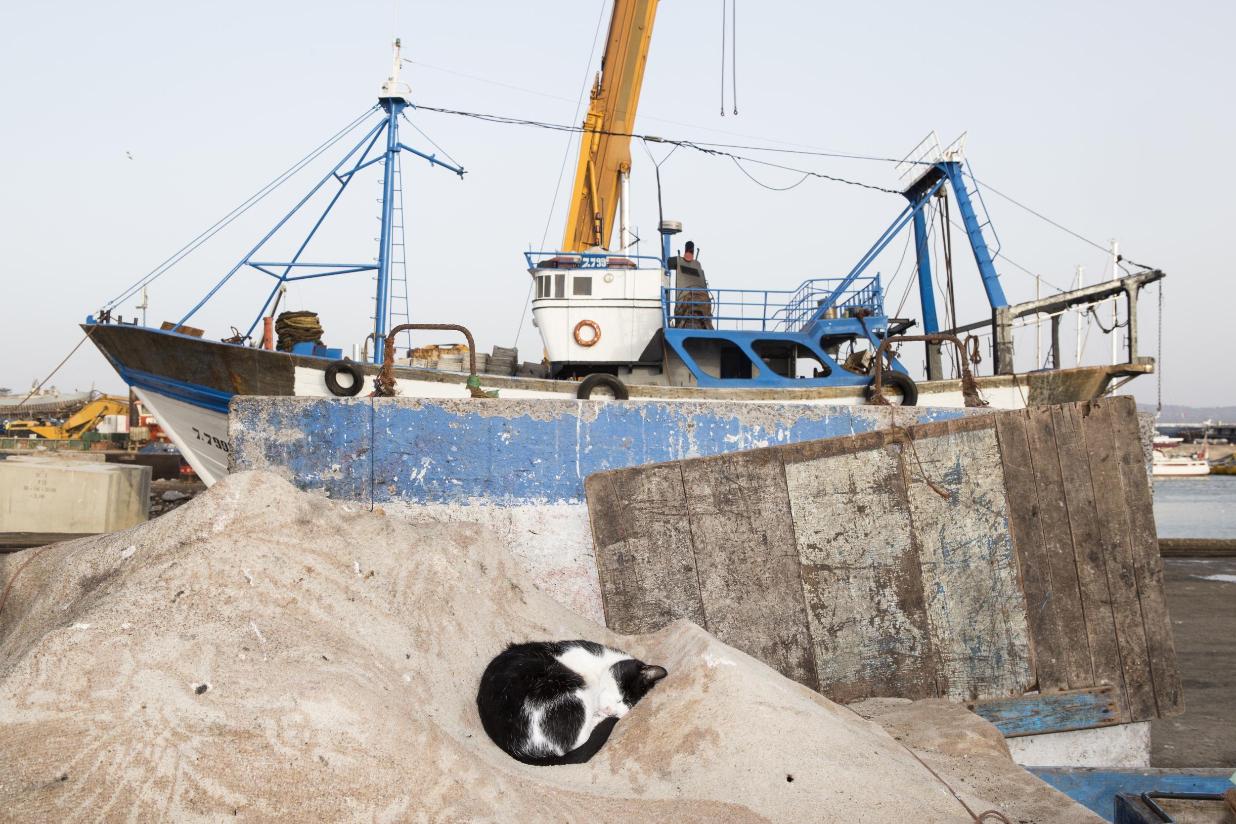 Dockside Cats