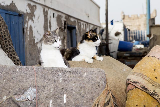 Catty behaviour: Essaouira felines wait for the catch of the day