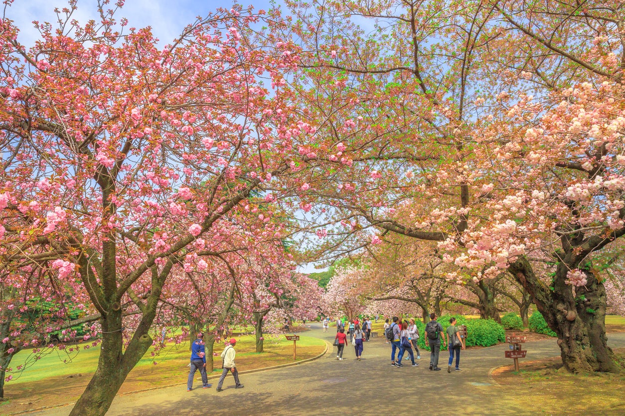 In spring, Shinjuku Gyoen becomes one of the best places to see Japan’s famous cherry blossoms (Getty)