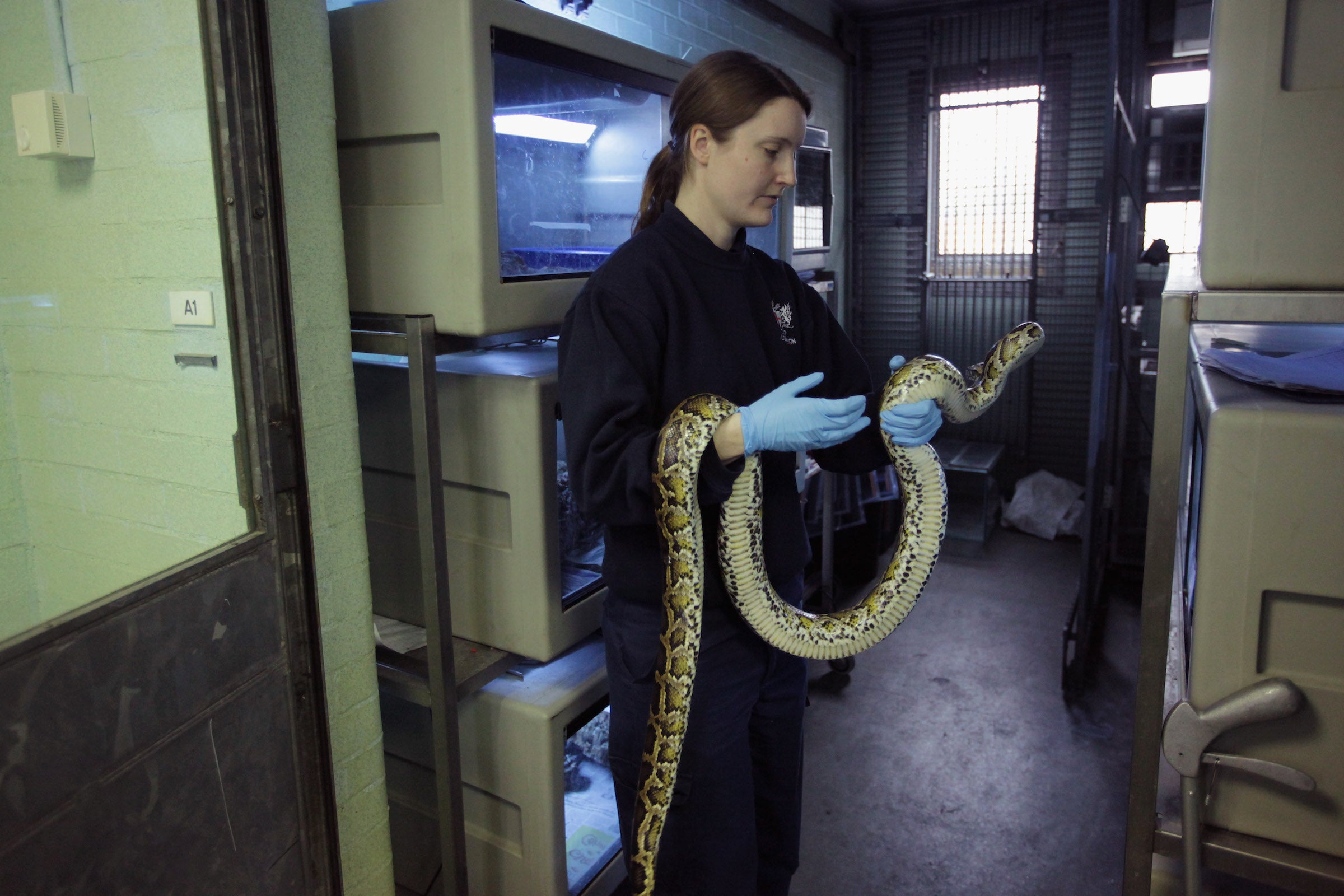 A Burmese python at Heathrow Airport’s animal reception centre