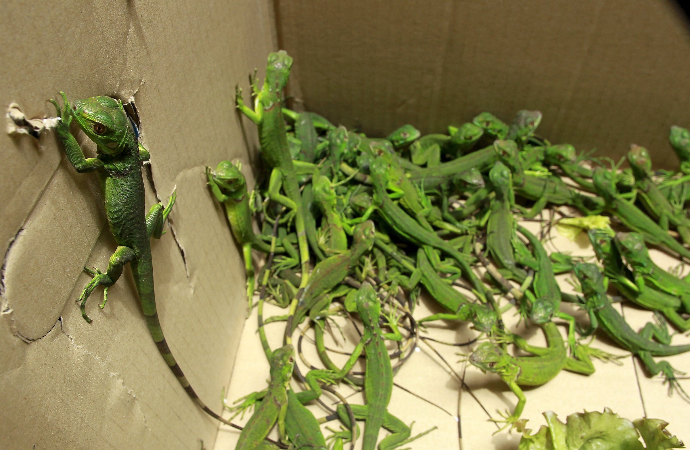 National police of Costa Rica rescued 81 green iguanas which had been confined to a box in San Jose