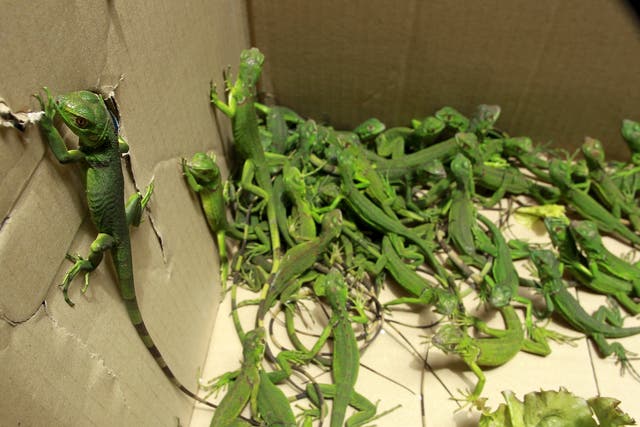 National police of Costa Rica rescued 81 green iguanas which had been confined to a box in San Jose