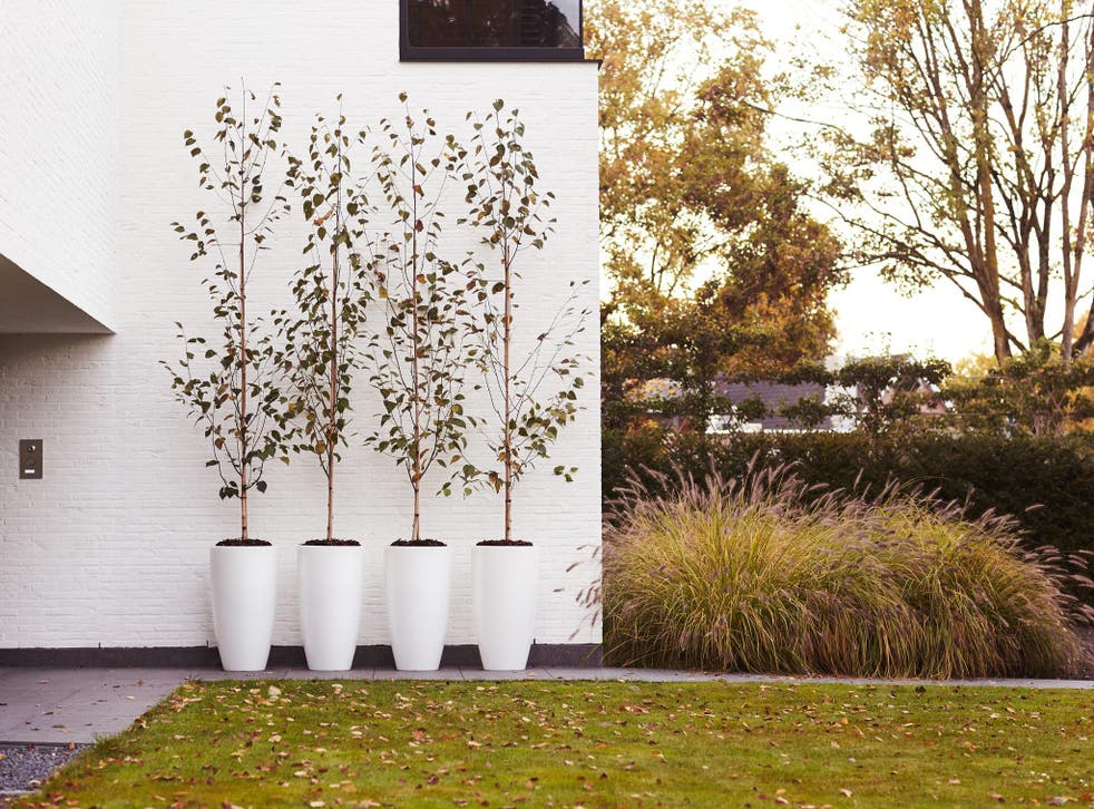 10 Best Planters The Independent, Best Tall Plants For Outdoor Pots Uk