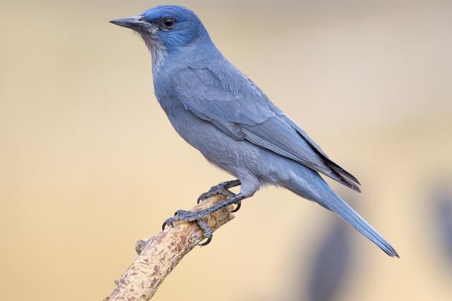 Scientists wanted to find out if giving pinyon jays high dosages of the hormone mesotocin made them more generous