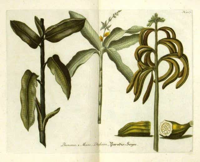 Thomas Johnson’s illustration of his banana plant from The Herball Or Generall Historie of Plantes