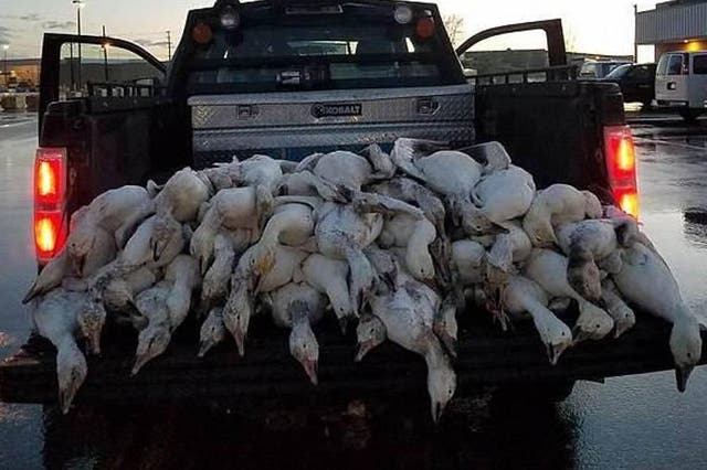 More than 100 dead geese rained from the sky during a freak event in Idaho