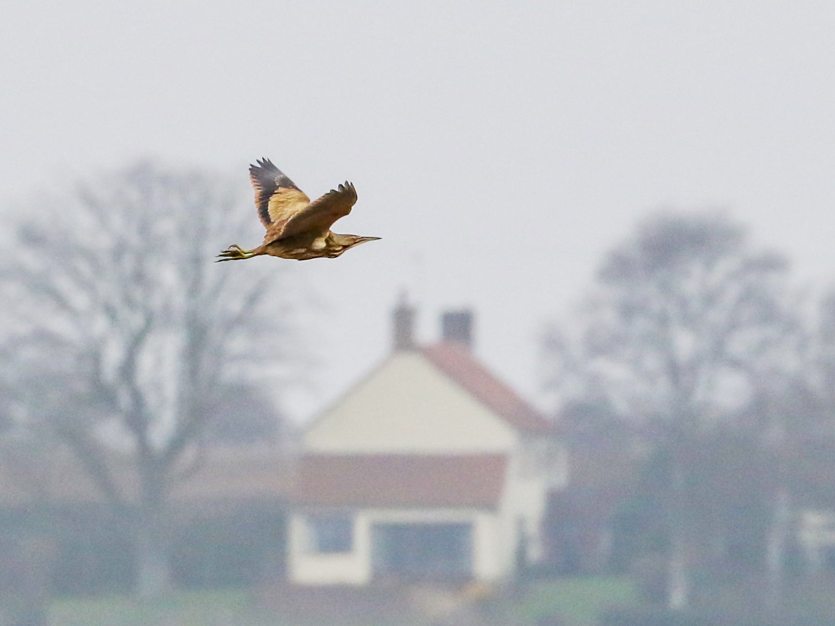 american bittern in flight