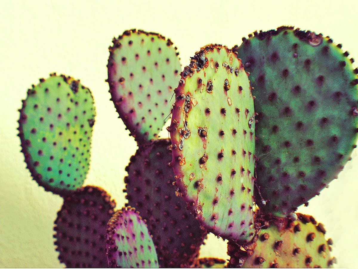 Cactus is coming to a menu near you The Independent