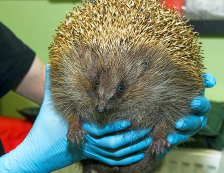 Zepplin the large hedgehog has successfully been re-released into the wild after recovering at the Scottish SPCA in Fishcross, Clackmannanshire