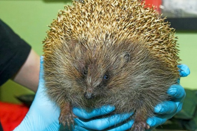 Zepplin the large hedgehog has successfully been re-released into the wild after recovering at the Scottish SPCA in Fishcross, Clackmannanshire