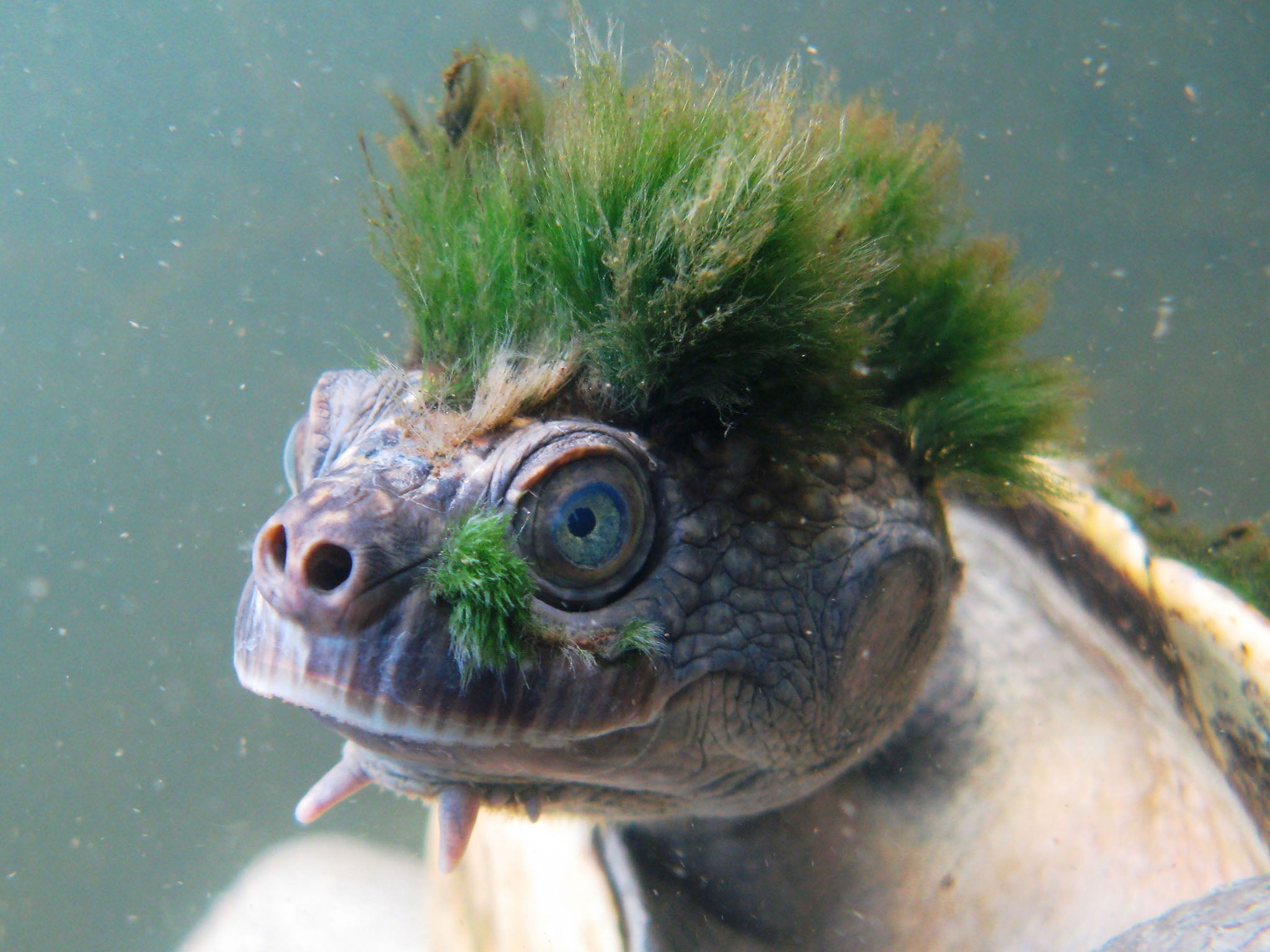 The Mary River turtle is one of hundreds of species on the new ZSL's Evolutionarily Distinct and Globally Endangered Reptiles list.