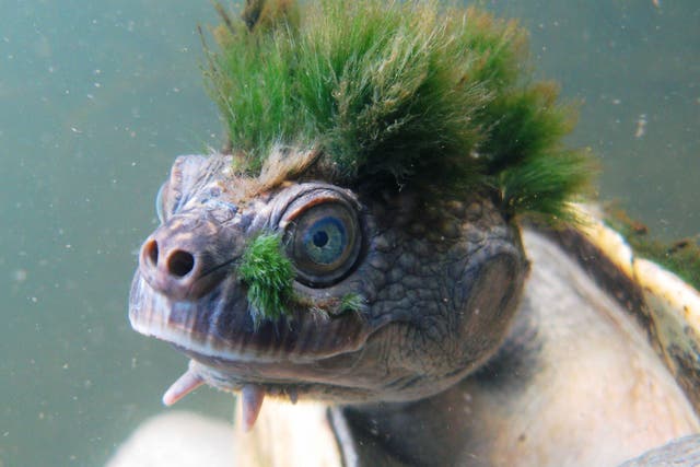 The Mary River turtle is one of hundreds of species on the new ZSL's Evolutionarily Distinct and Globally Endangered  Reptiles list.