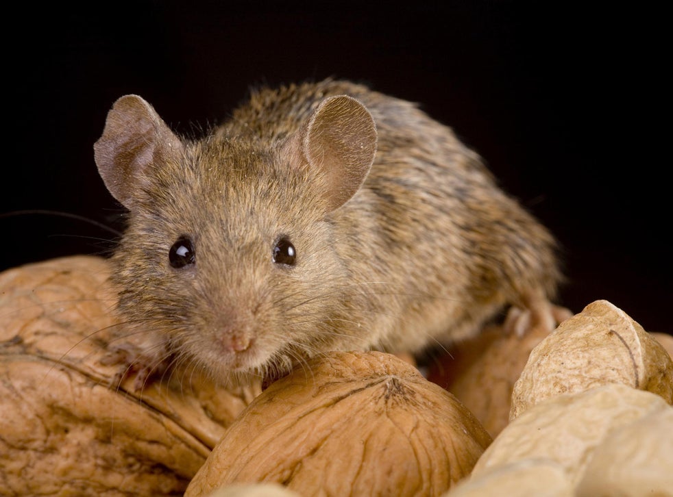 Police fired after claiming mice ate half a ton of marijuana that