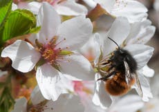 Decline in bees risks supply chains for global business, report warns