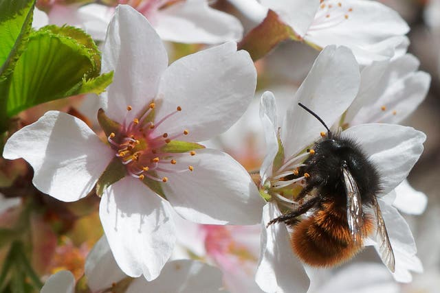 Three quarters of crops around the world depend on pollination