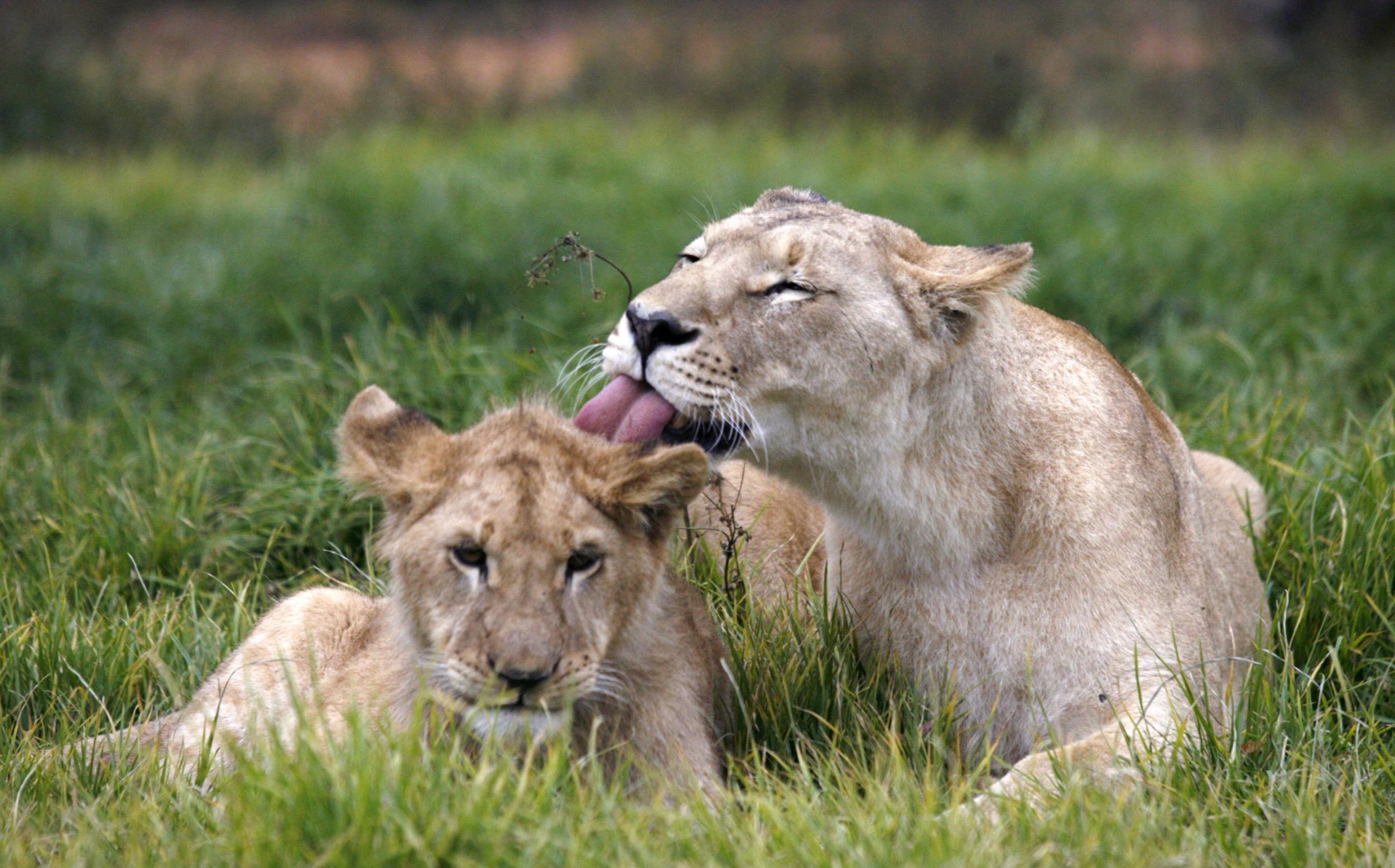 A lioness and cub in Uganda