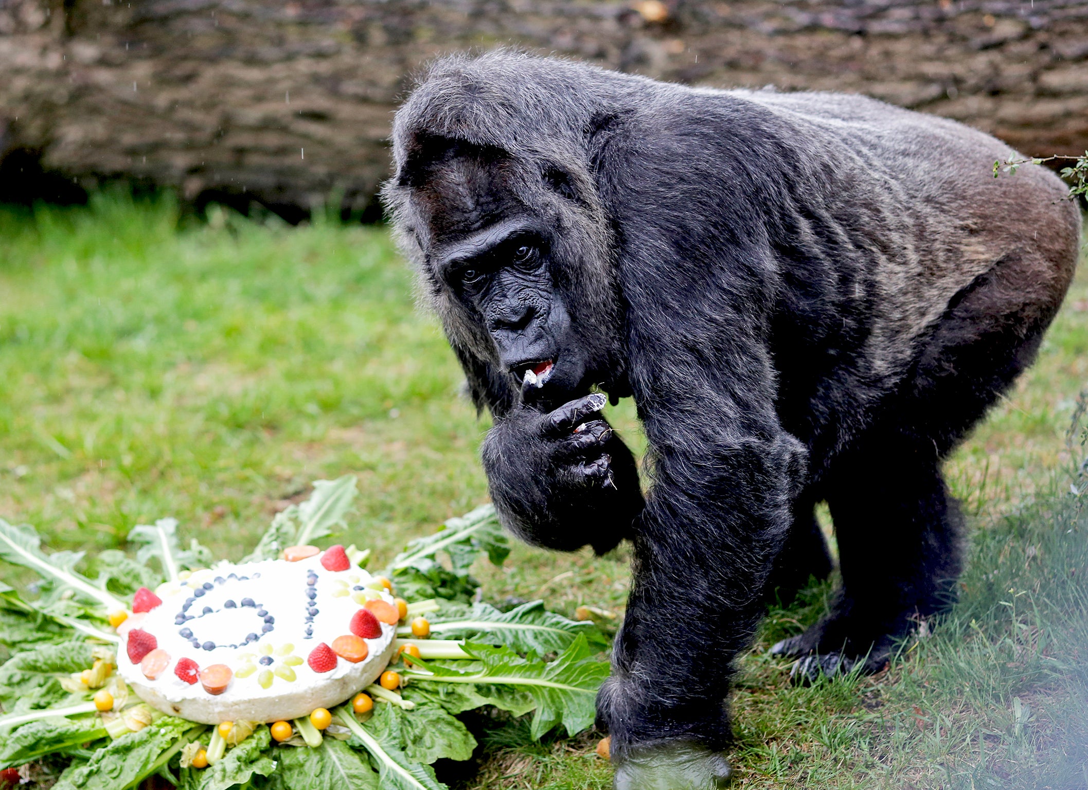 The viral video of a gorilla doing a handstand isn t funny it s