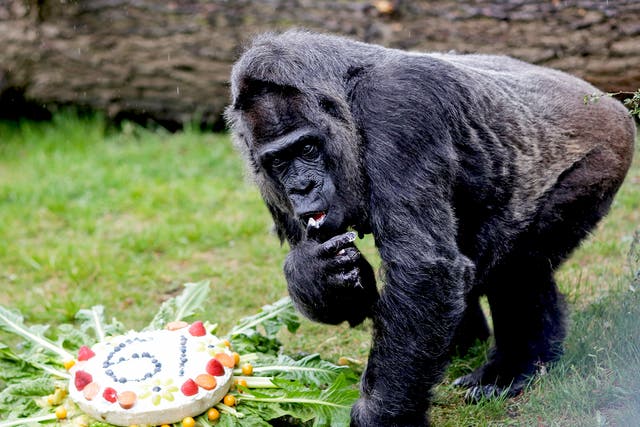 The female Gorilla Fatou eats a 'rice-cake' to celebrate her 61st birthday at the zoo in Berlin, Germany. According to Zoo officials Fatou is together with Gorilla Trudy at a Zoo in Little Rock, US, the oldest living female gorilla in the world. Both Gorillas are around 61 years.