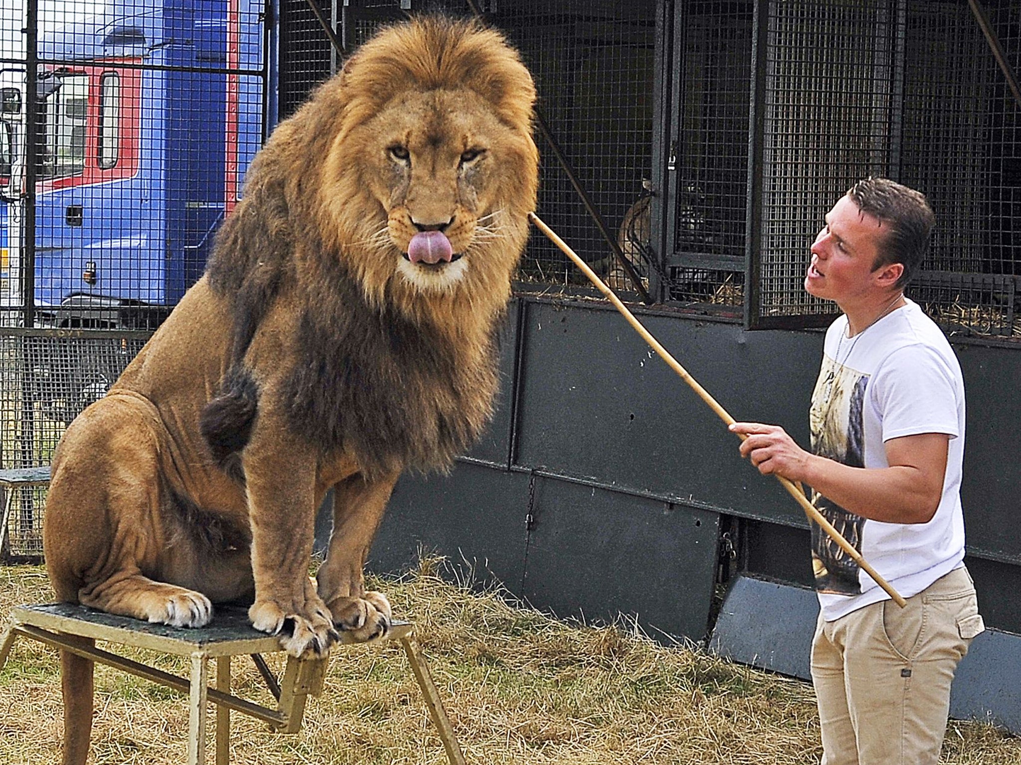 Last lion tamer in UK Thomas Chipperfield refused licence to use big cats  in travelling circus | The Independent | The Independent
