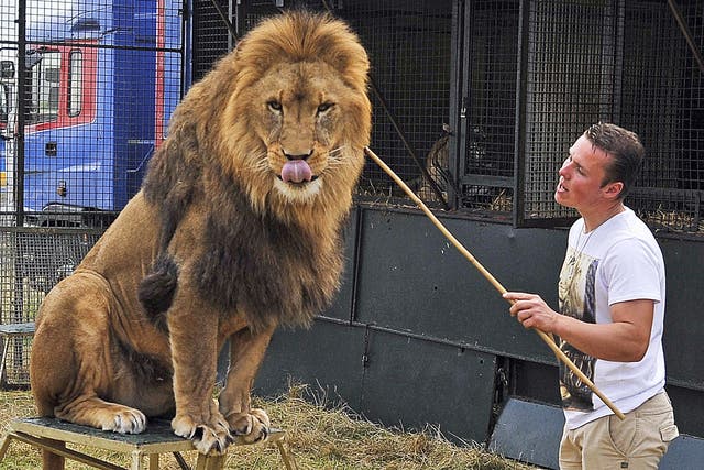 Big cat trainer Thomas Chipperfield with an African lion