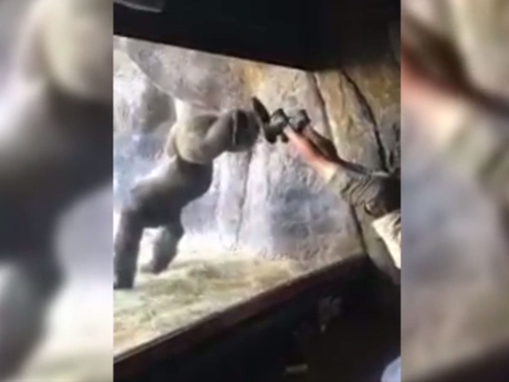 The 12-year-old animal, kept behind glass, experiments and learns to put his feet up