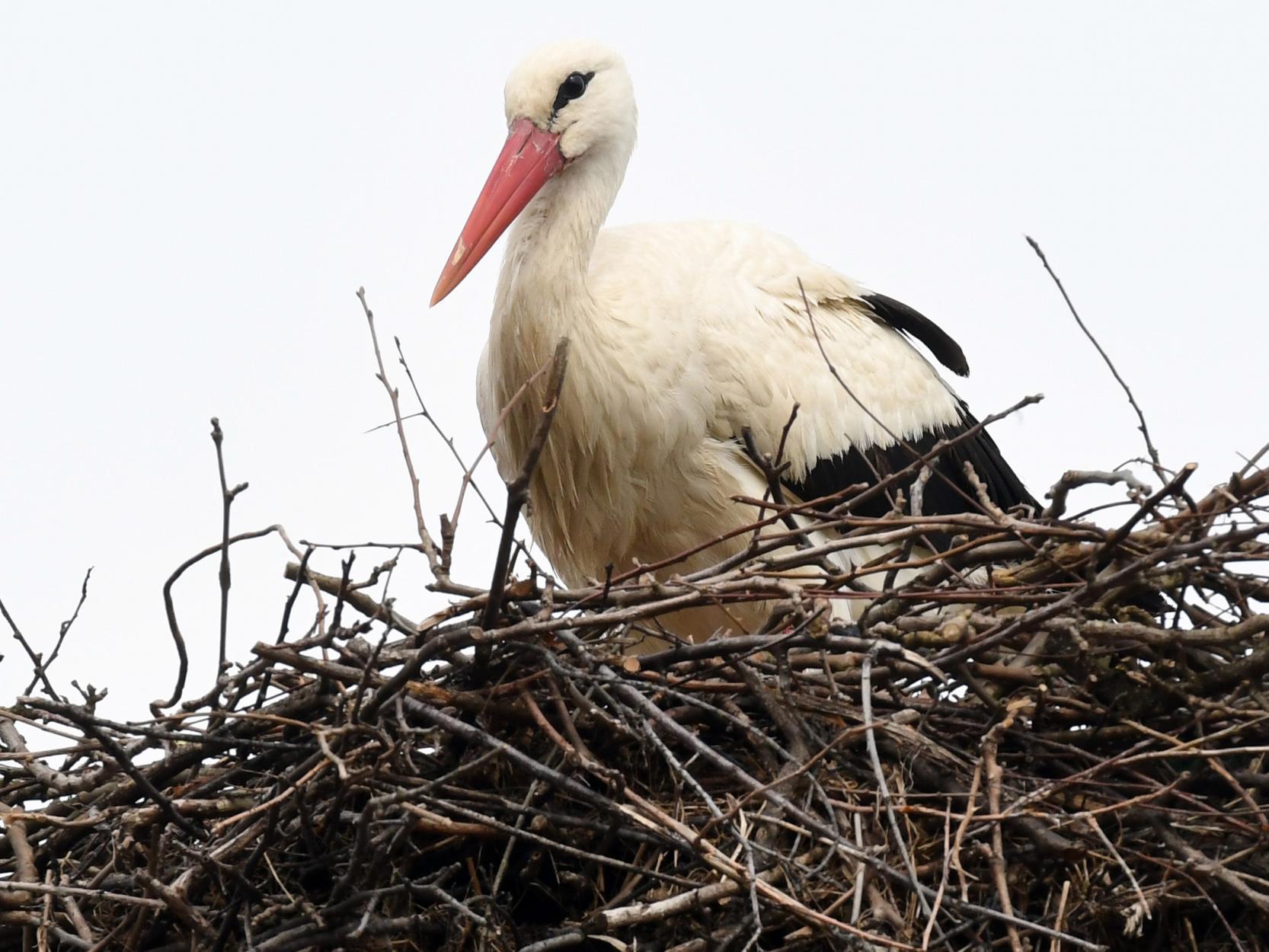 The long-legged birds are sitting on three eggs which are due to hatch in June (file image)