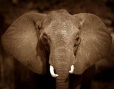 UK ivory trade ban a positive step but what next for Africa’s elephant