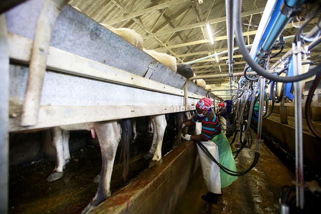 A dairy farm turned out to be a fraud, with millions of state dollars vanishing in a web of bank accounts controlled by politically connected companies and individuals