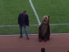 Football team condemned after muzzled bear forced to deliver ball