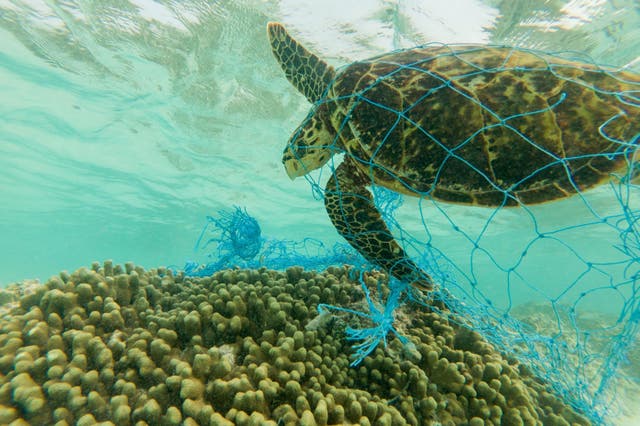 Plastic is life-threatening to marine life (Stock)
