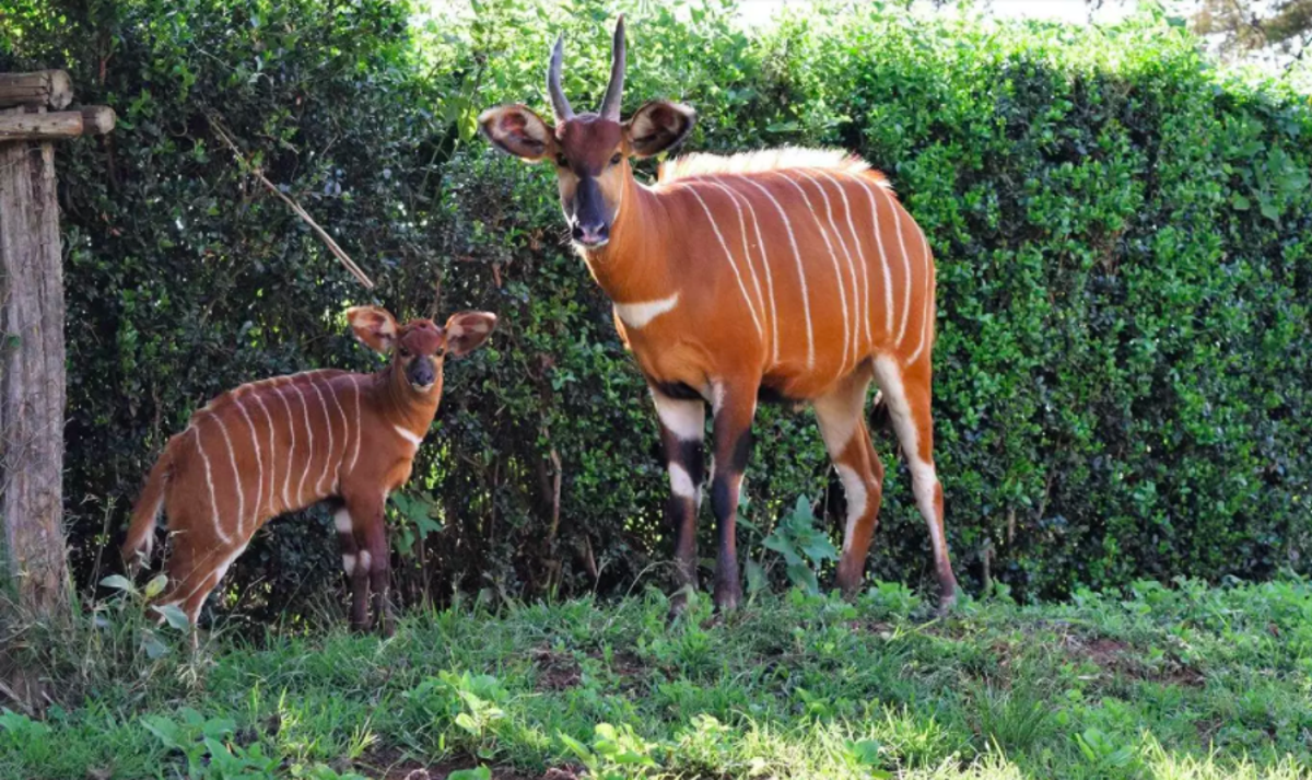 Critically-endangered mountain bongo numbers increase | The Independent ...