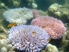 Great Barrier Reef recovery unlikely after ‘catastrophic die-off’ 